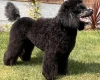 Miniature Poodle