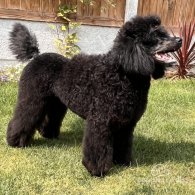 Miniature Poodle