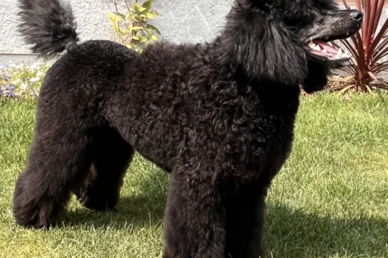 Miniature Poodle