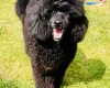 Miniature Poodle