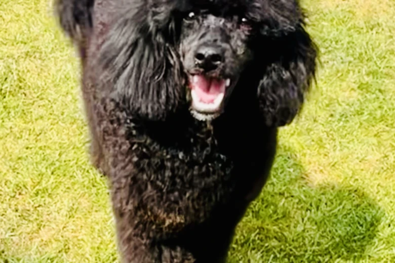 Miniature Poodle