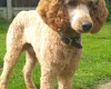Miniature Poodle