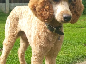 Miniature Poodle