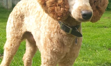 Miniature Poodle