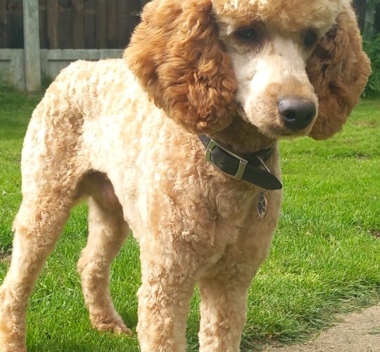 Miniature Poodle