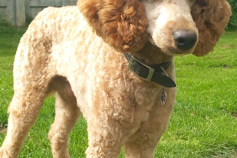 Miniature Poodle
