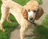 Miniature Poodle