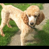 Miniature Poodle