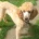 Miniature Poodle