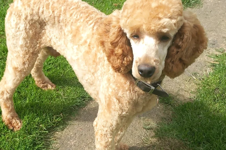 Miniature Poodle