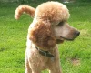 Miniature Poodle