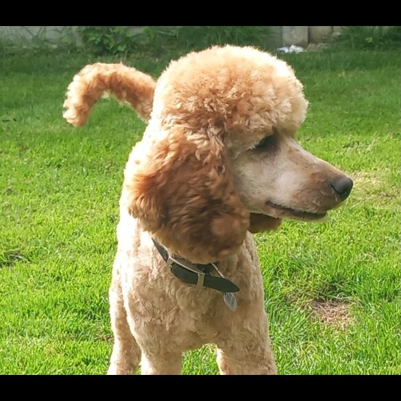 Miniature Poodle