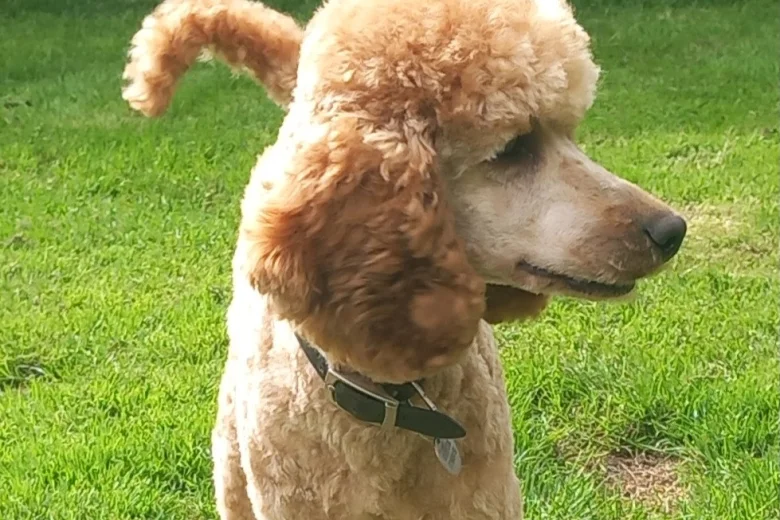 Miniature Poodle