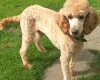 Miniature Poodle