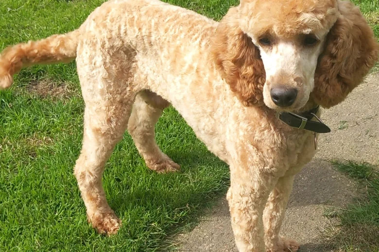 Miniature Poodle