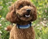 Miniature Poodle