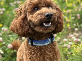 Miniature Poodle