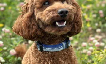 Miniature Poodle