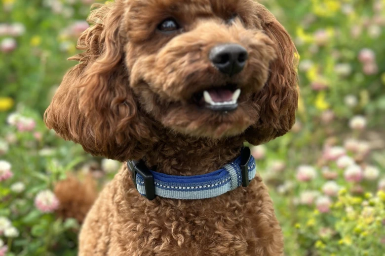 Miniature Poodle
