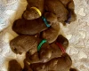 Miniature Poodle