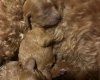 Miniature Poodle
