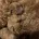 Miniature Poodle