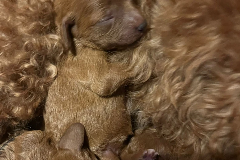Miniature Poodle