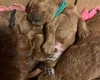 Miniature Poodle