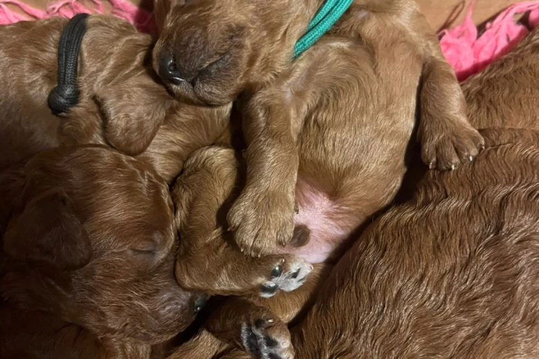 Miniature Poodle
