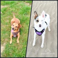 Mixed Breed - Both