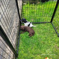 Patterdale Terrier - Both