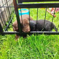 Patterdale Terrier - Both