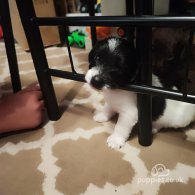 Patterdale Terrier - Both