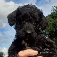 Patterdale Terrier - Both