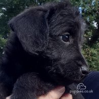 Patterdale Terrier - Both