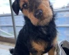 Patterdale Terrier