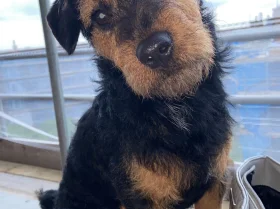 Patterdale Terrier