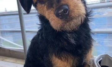 Patterdale Terrier