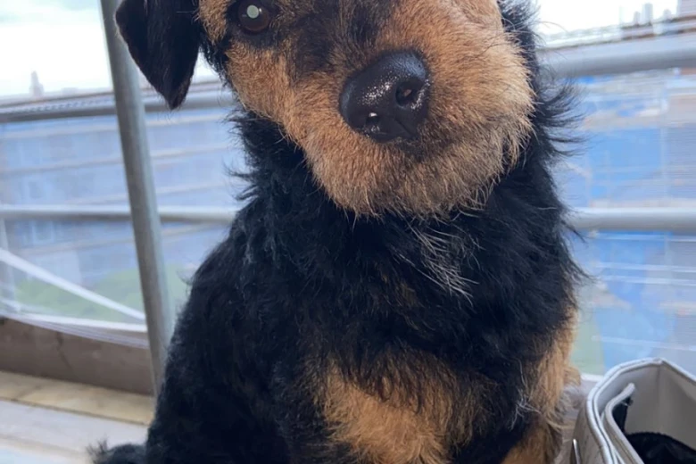 Patterdale Terrier