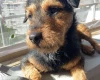 Patterdale Terrier