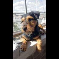 Patterdale Terrier