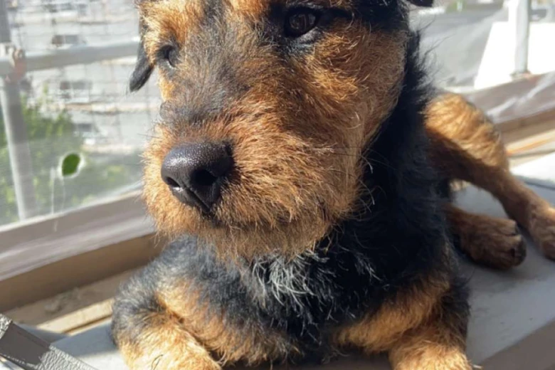 Patterdale Terrier