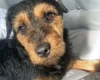 Patterdale Terrier