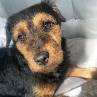 Patterdale Terrier