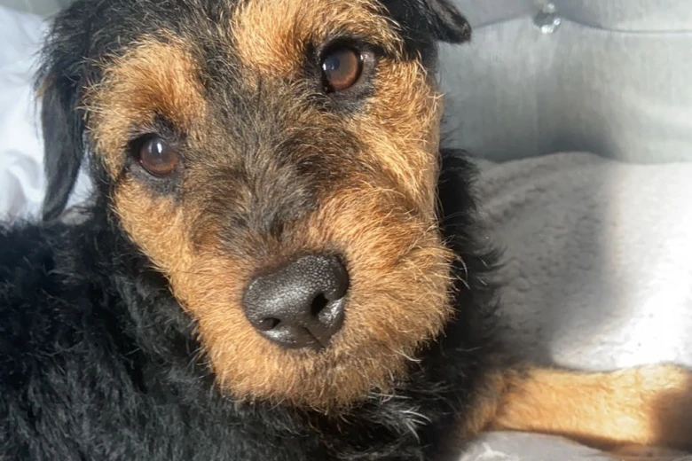 Patterdale Terrier