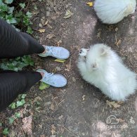 Pomeranian - Both