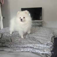 Pomeranian - Both