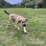 Presa Canario - Both