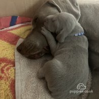 Weimaraner - Both