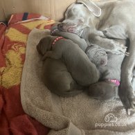 Weimaraner - Both